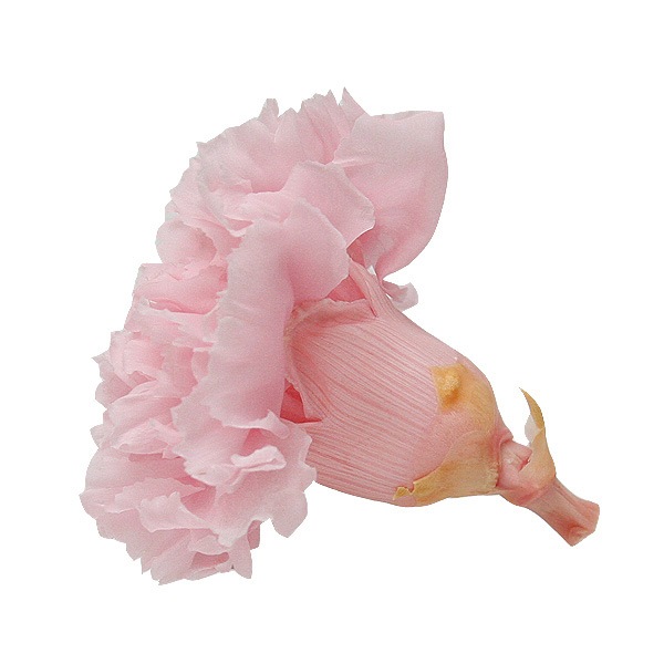 Florever �����͡������(6) �ߥ륭���ԥ�