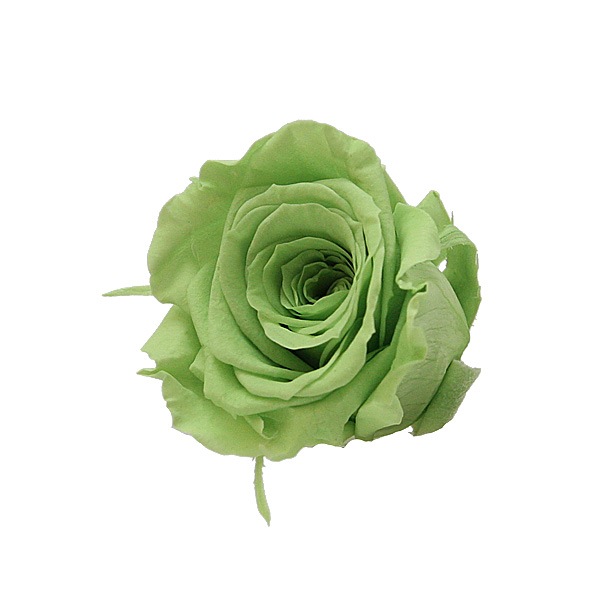 ��Outlet��ROSAVIE �����ͥ����ߥ�(9) �ץ졼�꡼���꡼��