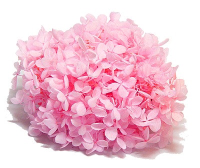 �������� �ԥ�ߥåɥ������� �٥ӡ��ԥ�