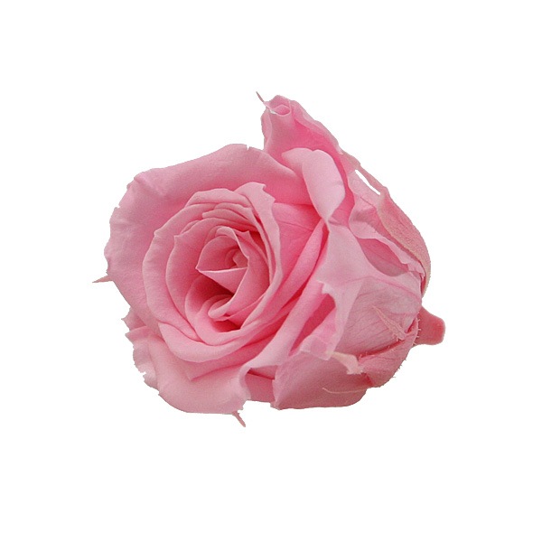 ��Outlet��ROSAVIE �����ͥ����ߥ�(9) �ޥɥ졼�̥ԥ�