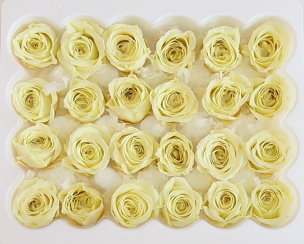 ��Outlet��ON �ӥӥ��󎥥ե�å��奰�꡼��