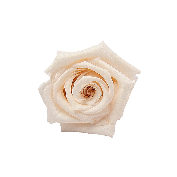 Florever, �٥��ӡ�������(12) �ѥ�ʥ��å�