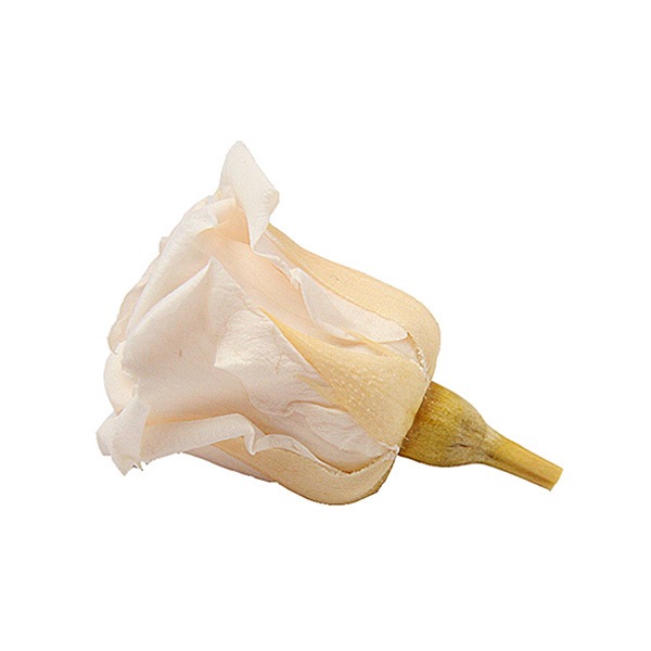 Florever, �٥��ӡ�������(12) �ѥ�ʥ��å�