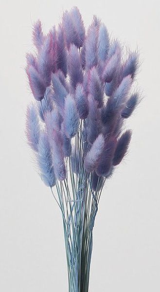 �������� �饰�饹���ġ��ȥ� �֥롼�ѡ��ץ�