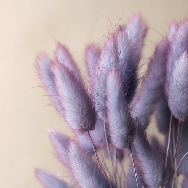 �������� �饰�饹���ġ��ȥ� �֥롼�ѡ��ץ�