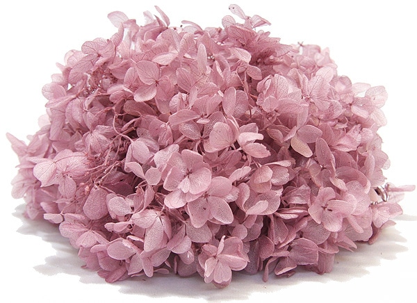 �������� �ԥ�ߥåɥ������� �ߥ��ƥ����ԥ�