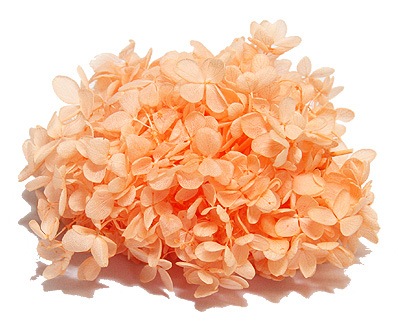 �������� �ԥ�ߥåɥ����������إå� ����ꥢ�����