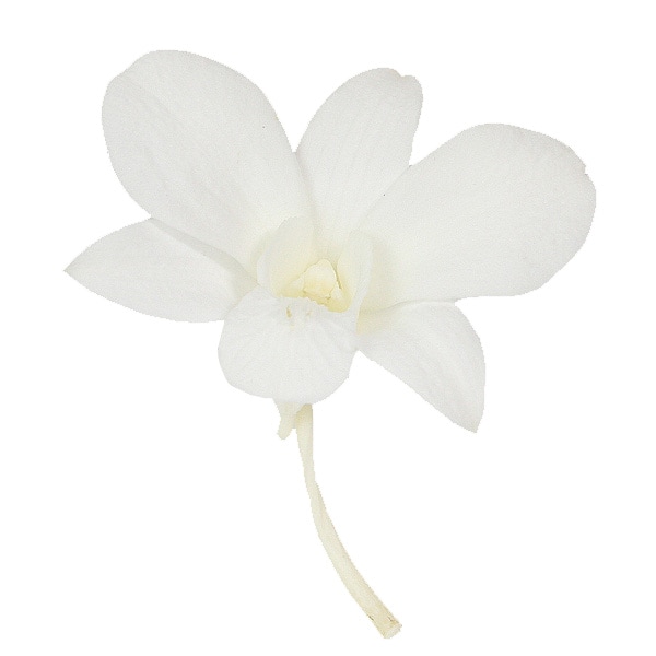 �������� �ǥ�ե���(8) �ԥ奢�ۥ磻��