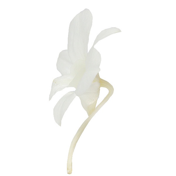 �������� �ǥ�ե���(8) �ԥ奢�ۥ磻��