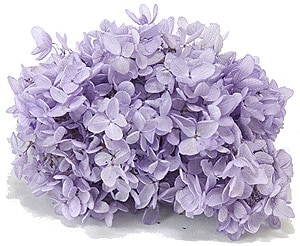 �������� �ԥ�ߥåɥ����������إå� ��٥����