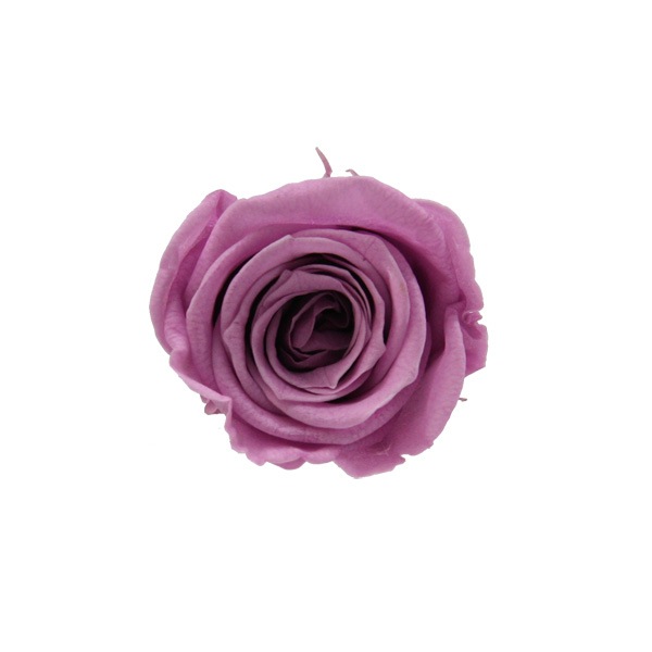 ��Outlet��ROSAVIE ������(16) �饤��å�