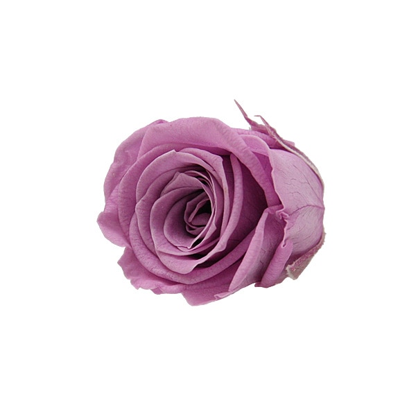 ��Outlet��ROSAVIE ������(16) �饤��å�