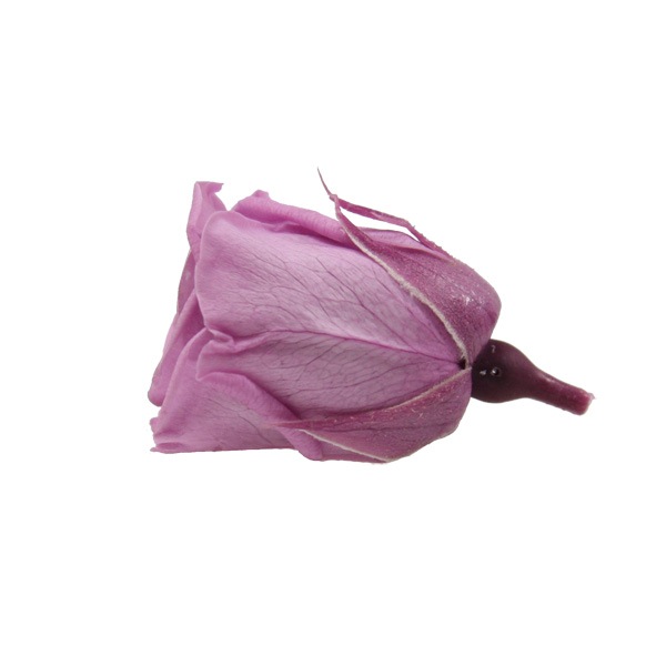 ��Outlet��ROSAVIE ������(16) �饤��å�