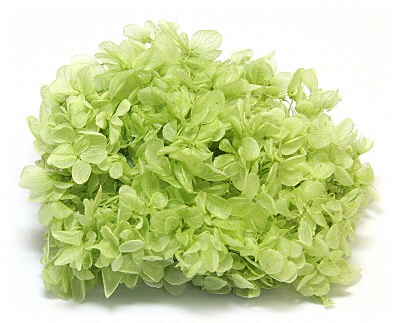 �������� �ԥ�ߥåɥ����������إå� ���ꥢ���꡼��