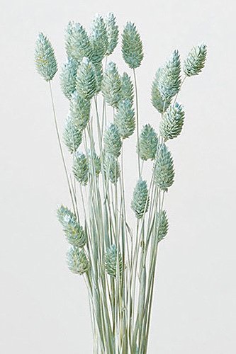  ݥץ ޥåȥ֥롼