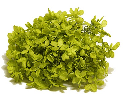 �������� �ԥ�ߥåɥ����������إå� �饤�ȥ��꡼��