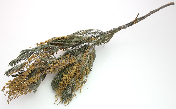 ��Outlet��ON �ߥ⥶ N