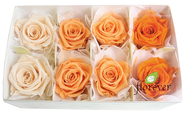 <@needs>ե륨С ǥʥꥸʥ륢(2x4) 󥸷ϥߥå