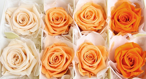 <@needs>ե륨С ǥʥꥸʥ륢(2x4) 󥸷ϥߥå