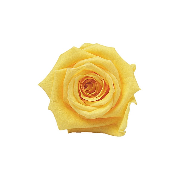 Florever �٥��ӡ�������(12) ��������