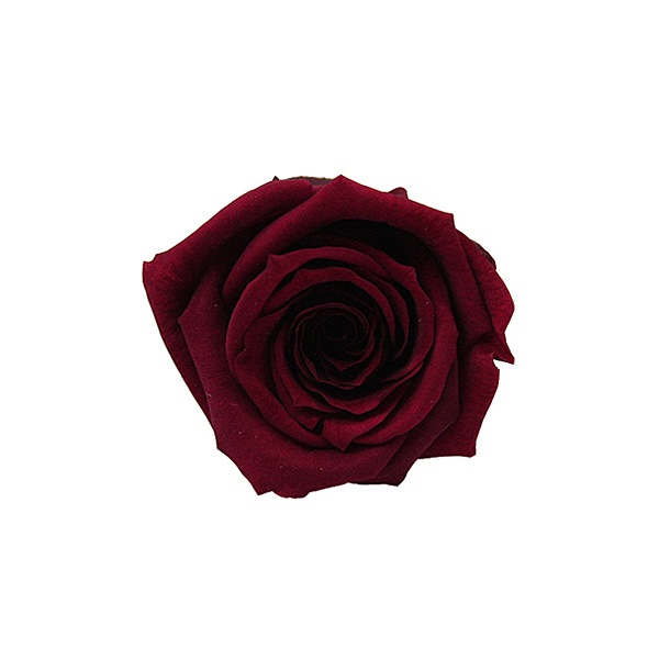 Florever, �٥��ӡ�������(12) �磻��