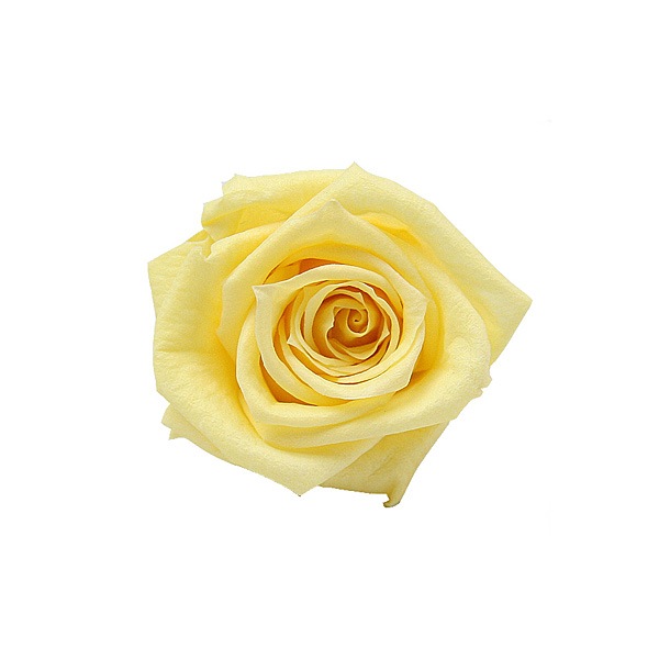 Florever �٥��ӡ�������(12) ���եȥ�������