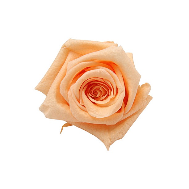 Florever �٥��ӡ�������(12) ���㡼�٥åȥ����