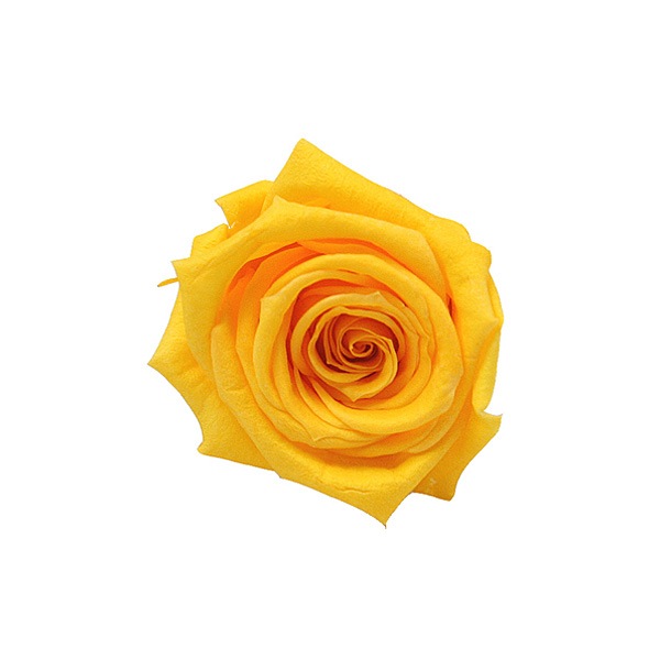 Florever �٥��ӡ�������(12) ������ǥ󥤥�����