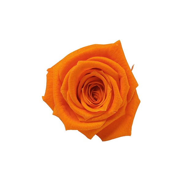 Florever �٥��ӡ�������(12) ���󥸥���󥪥��