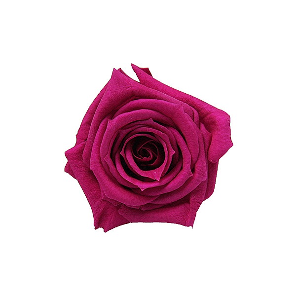 Florever, ٥ӡ(12) ե塼ԥ