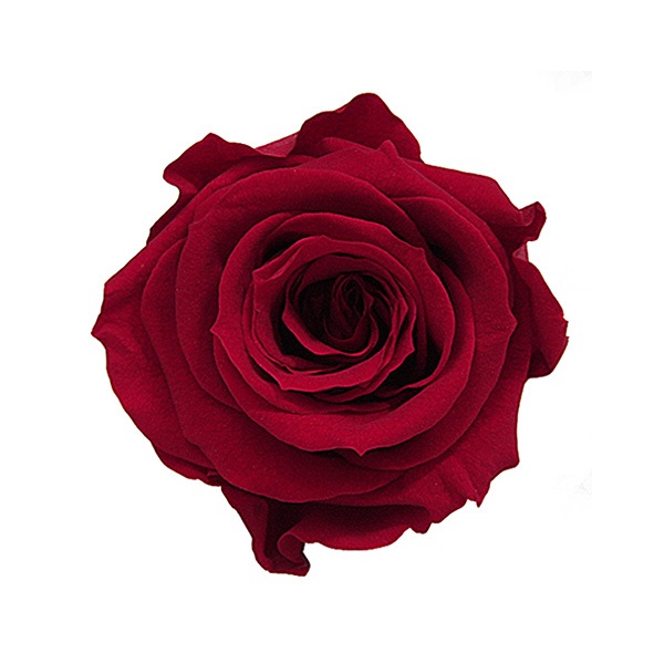 Florever ��ǥ����ʥ�����(8) �����꡼��å�