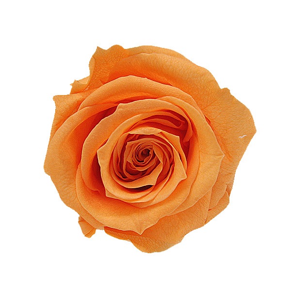 Florever, ��ǥ����ʥ�����(8) ���󥻥åȥ���󥸡�