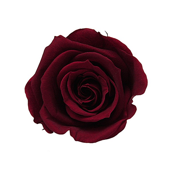 Florever ��ǥ����ʥ�����(8) �磻��