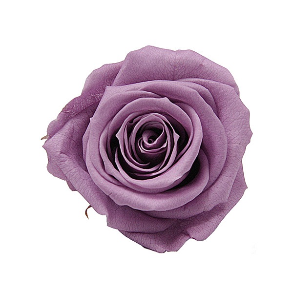 Florever ��ǥ����ʥ�����(8) ��٥����