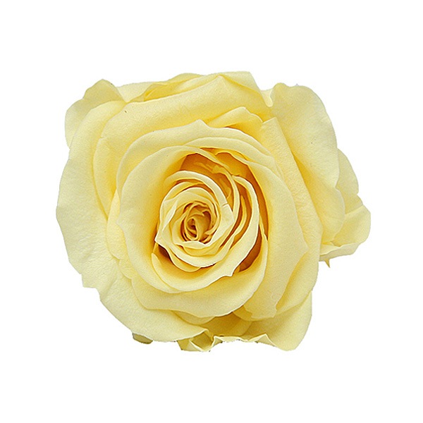 Florever ��ǥ����ʥ�����(8) ���եȥ�������