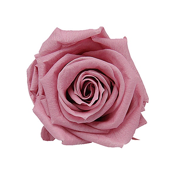 Florever ��ǥ����ʥ�����(8) �����꡼�֥��å���