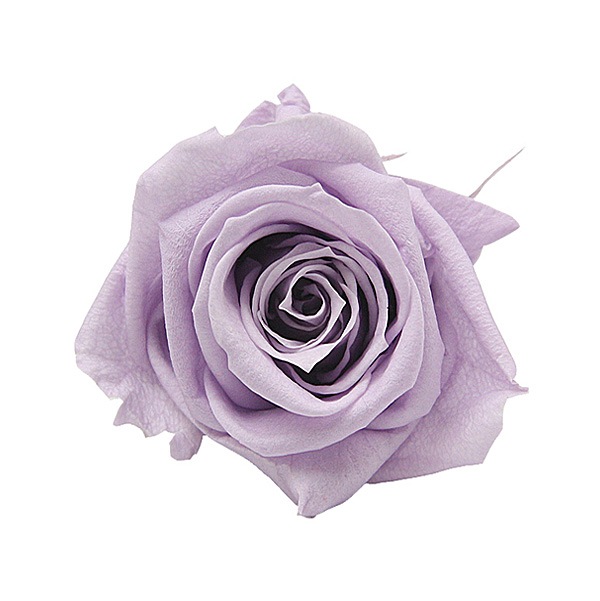 Florever ��ǥ����ʥ�����(8) ���եȥ饤��å�