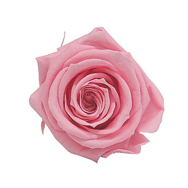 Florever ��ǥ����ʥ�����(8) ���奬���ԥ�