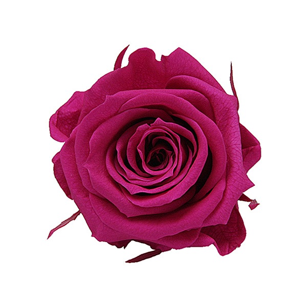 Florever ��ǥ����ʥ�����(8) �ե塼����ԥ�