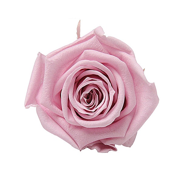 Florever ��ǥ����ʥ�����(8) ��٥�����ԥ�