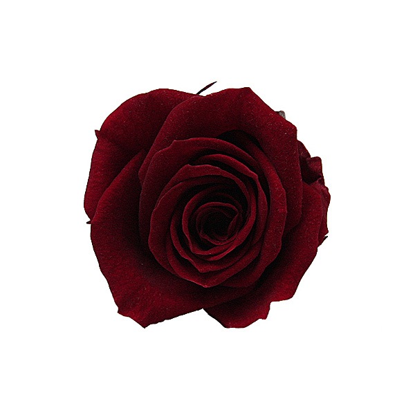 Florever ���ץ졼������(8) �磻��