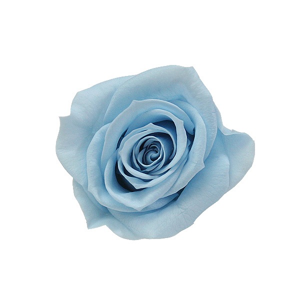 Florever ���ץ졼������(8) �ѥ������֥롼