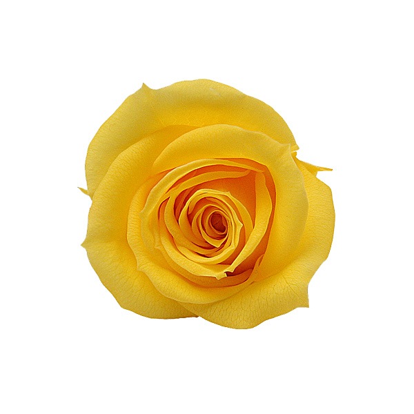 Florever ���ץ졼������(8) ������ǥ󥤥�����