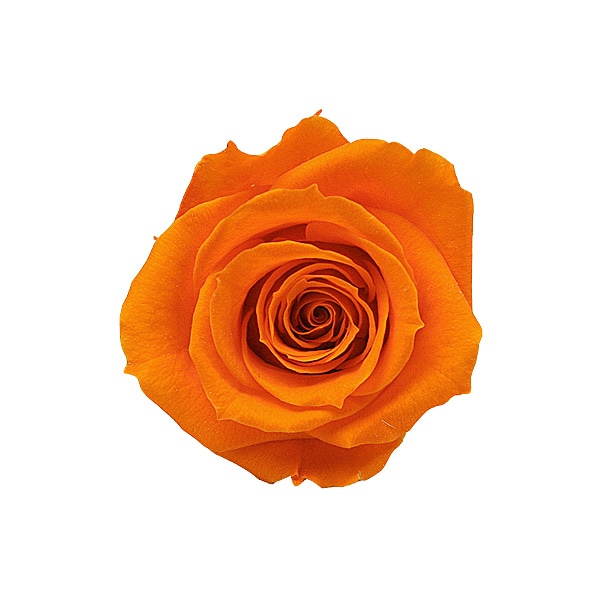 Florever ���ץ졼������(8) ���󥸥���󥪥��