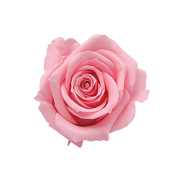 Florever ���ץ졼������(8) ���奬���ԥ�