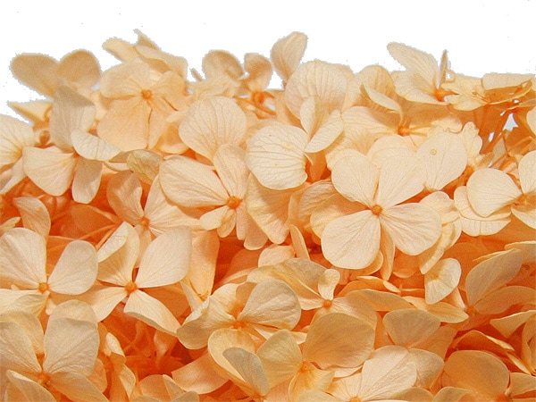 Florever ����ǥ��������������㡼�٥åȥ����