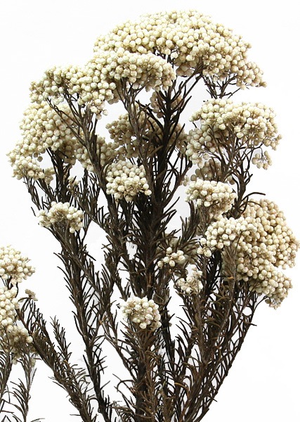 �������� �饤���ե� ��