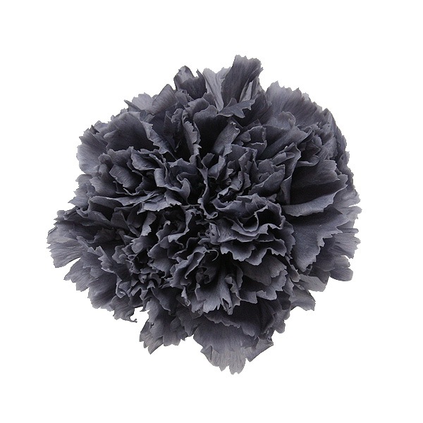 Florever �����͡������(6) ���å��奰�졼