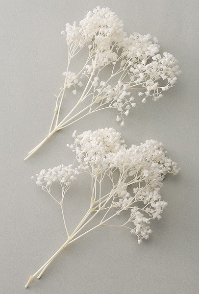 大地農園 カスミ草 ミリオンスター ヘッド 箱入り 白 プリザーブド リーフ類 小花 アニーズ 大地農園 カスミ草 ミリオンスター ヘッド 箱入り 白 プリザーブド リーフ類 小花 アニーズ