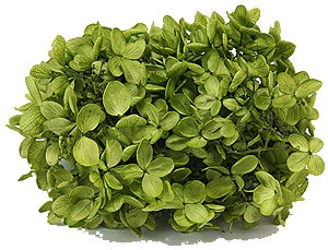 �������� �ԥ�ߥåɥ����������إå� ���꡼��